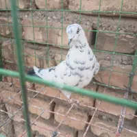 تهرانی|پرنده|اصفهان, سرچشمه|دیوار