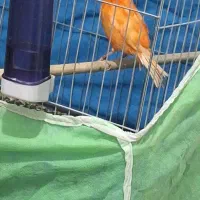 پرنده زینتی|پرنده|ابهر, |دیوار