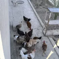 فروش مرغ و خروس محلی اصل