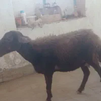 میش افشار نیمه لخت با بره نر|حیوانات مزرعه|تبریز, |دیوار
