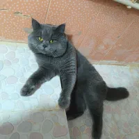 گربه اسکاتیش فولد اصل نر