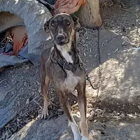 واگزاری سگ|سگ|صالح آباد (ایلام), |دیوار