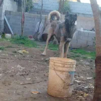 سگ سرابی ذات قدیم قد ۹۰|سگ|آشخانه, |دیوار