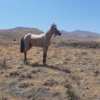 اسب|اسب و تجهیزات اسب‌سواری|آبگرم, |دیوار