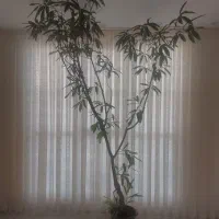 درختچه آمستل