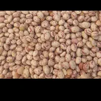 لوبیا چیتی تازه