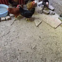 مرغ گلپایگانی تخم گذار