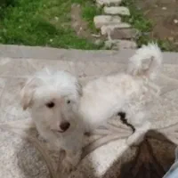 سگ پا کوتاه|سگ|پیشوا, |دیوار