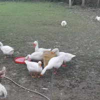 غاز و قو غاز