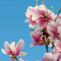 لطفاً راهنمایی کنید جهت حمل مسافر
