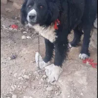 سگ نر|سگ|خوانسار, |دیوار