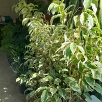 بنزمین ابلق و بلک|گل و گیاه طبیعی|اصفهان, ملاصدرا|دیوار