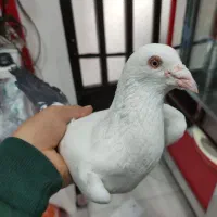 کفتر دم سیا برون غلط|پرنده|مینودشت, |دیوار