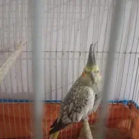 عروس هلندی|پرنده|دماوند, دماوند|دیوار