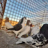 ۱۰ تا جنگنده پرشی