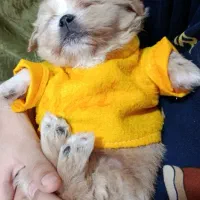 هاپو کوچولو نژاد شیتزو مالتیزو|سگ|رباطکریم, رباطکریم|دیوار