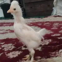 جوجه نژاد دار وشاخدار