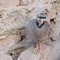 جوجه بلدرچین تزیینی