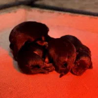 توله هایی روتوایلر واکسیناسیون شده آماده تحویل|سگ|قائم‌شهر, |دیوار