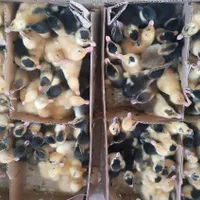 جوجه یک روزه اردک پکنی ،گلپایگانی بدون پیش پرداخت