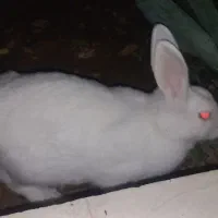 خرگوش کامل سفید|موش و خرگوش|برازجان, |دیوار