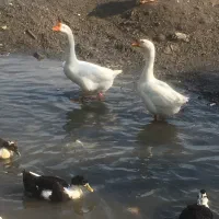 قوغاز اصل نر ،ماده