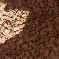 باقلهشاخبزیبوجاریشدهکیلویی۱۰۰|خوردنی و آشامیدنی|چگنی, |دیوار