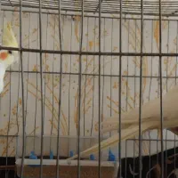 عروس هلندی نر و ماده