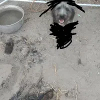 سگ پیدا شده