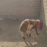 قوچ و بره|حیوانات مزرعه|شیدا, |دیوار