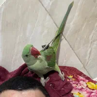 جوجه شاه طوطی نر دستی