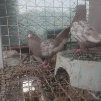 سه جفت  کبوتر|پرنده|مسجد سلیمان, |دیوار