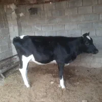 گوساله ماده