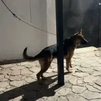 سگ ژرمن ف مناسب