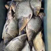 فروش ماهی کپور