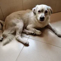 گم شده در پردیس