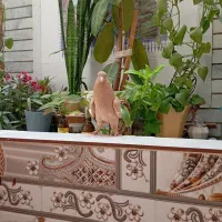 کفتر ماده زرد بهبونی|پرنده|شیراز, پودنک|دیوار