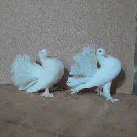 کفتر زینتی|پرنده|تبریز, |دیوار