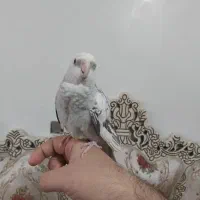 عروس هلندی ایزابلا|پرنده|شهریار, شهرک بهاران (ویره)|دیوار