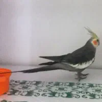 عروس هلندی نر