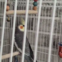 یک عدد عروس هلندی،ویک جفت فنچ با قفس