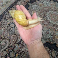 حلزون بزرگ