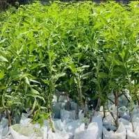 بادام کاغذی و سنگی باردار دیر گل مقاوم به سرما|خدمات باغبانی و درختکاری|سراب, |دیوار