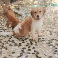 سگ نر و ماده پاکوتاه معاوضه با مرغ