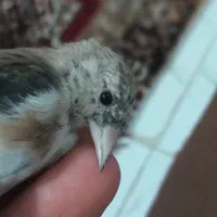 جوجه سهره نره سبیل زده