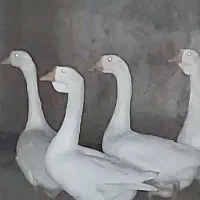 قوغاز،ایام سمانی ، سلطان، شاخدار