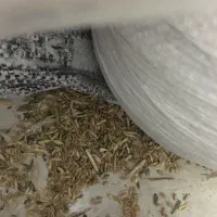 گندم|خدمات باغبانی و درختکاری|مشهد, فدک|دیوار