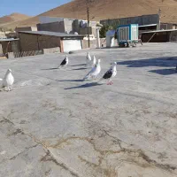 کفتر بدردبخور|پرنده|کبودرآهنگ, |دیوار