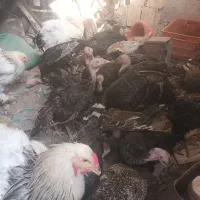 بوقلمون، برهماومرغوخروس|حیوانات مزرعه|دشتابی, |دیوار