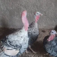 بوقلمون برای فروش